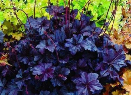Uccello nero Heuchera