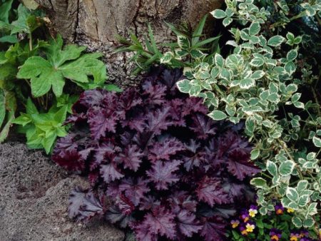 Uccello nero Heuchera