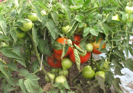 tomate bobcat
