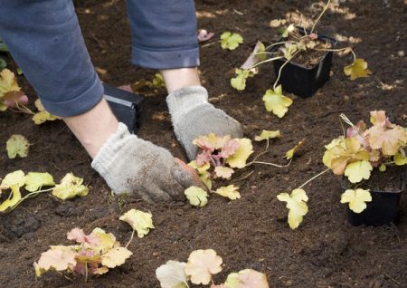 piantare heuchera