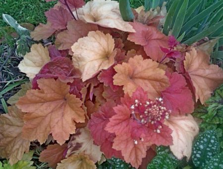 caramello heuchera