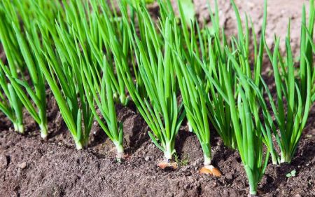 Frühlingszwiebeln im Garten