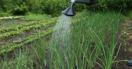 Bewässerung