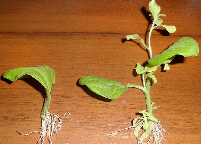 boutures de pétunia