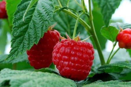 application pour les framboises