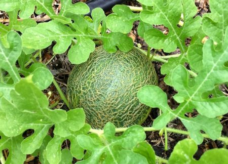 Melonenstrauch