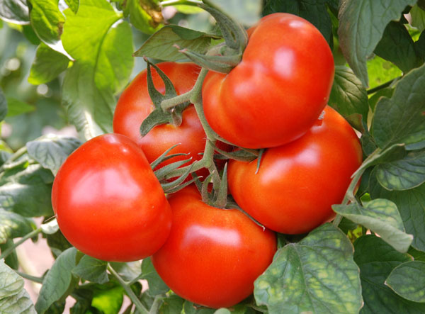 Tomates mûres