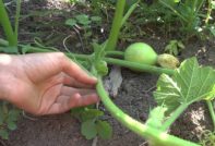 eine Melone kneifen