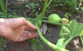 eine Melone kneifen
