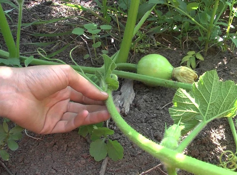 eine Melone kneifen