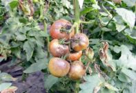 peronospora sui pomodori