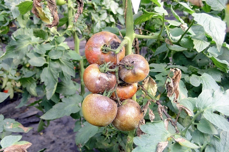 Krautfäule an Tomaten