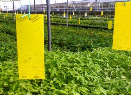 Mechanische Methoden der Insektenbekämpfung