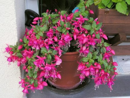 Blühende Fuchsien