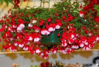 Fuchsien auf der Datscha
