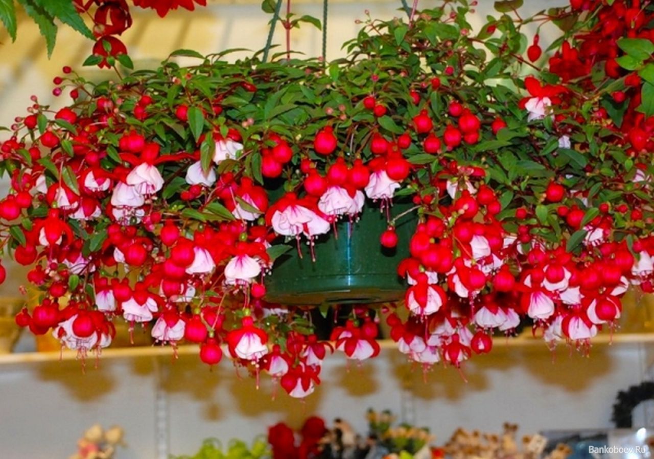 Fuchsien auf der Datscha