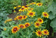 Gaillardia perenne