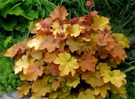 caramello heuchera
