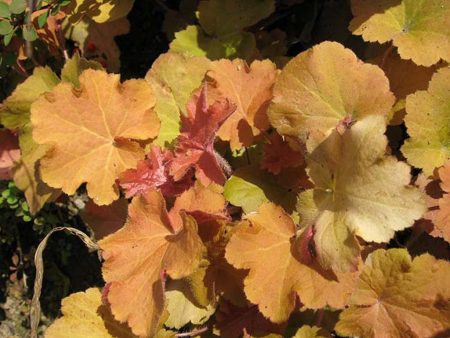 caramello heuchera