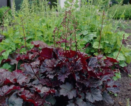 Castello viola di Heuchera