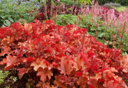 Marmellata di Heuchera