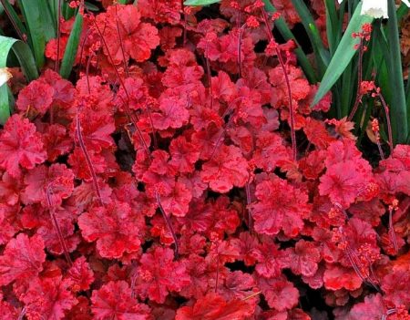 heuchera cherry cola