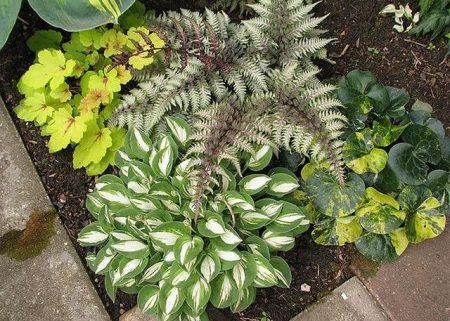heuchera e felce