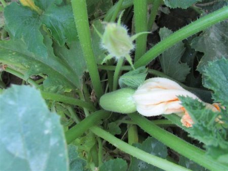 Die Zucchini beginnen sich zu bilden