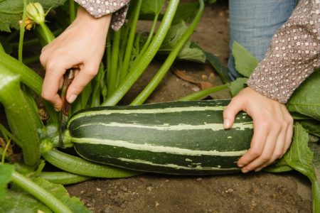 Zucchini ernten