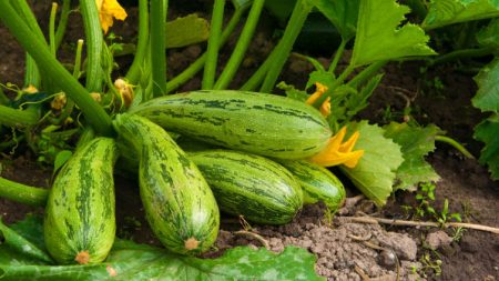 Grüne Zucchini im Garten