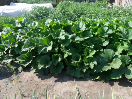 Zucchini pflanzen