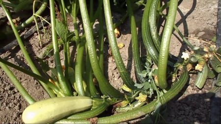 Verfaulte Zucchini
