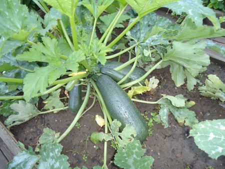 Grüne Zucchini