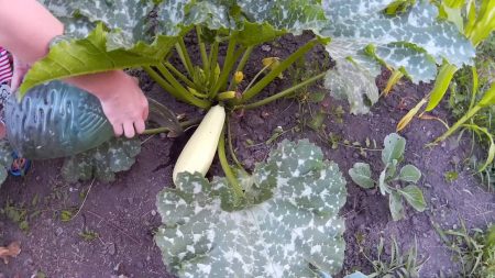 Die Zucchini verfault.