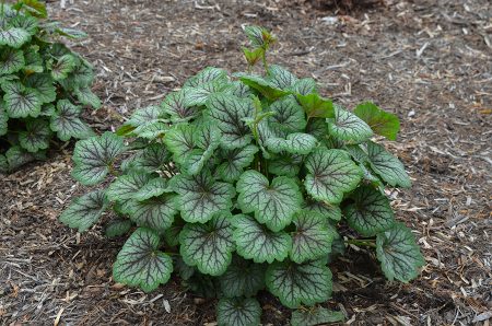 Heuchera americana
