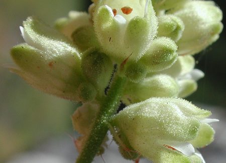 Heuchera a foglie di uva spina