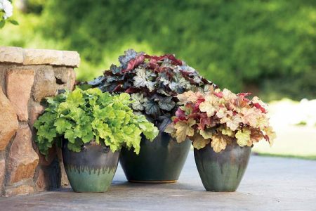 heuchera in vaso