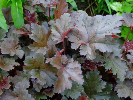 Castello viola di Heuchera