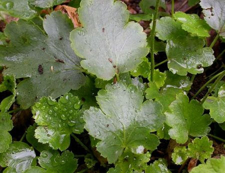 Heuchera a foglie di uva spina