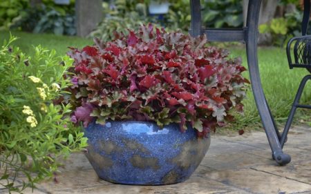 heuchera in vaso