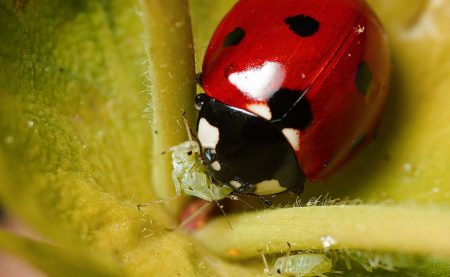 Marienkäfer von Weißer Fliege