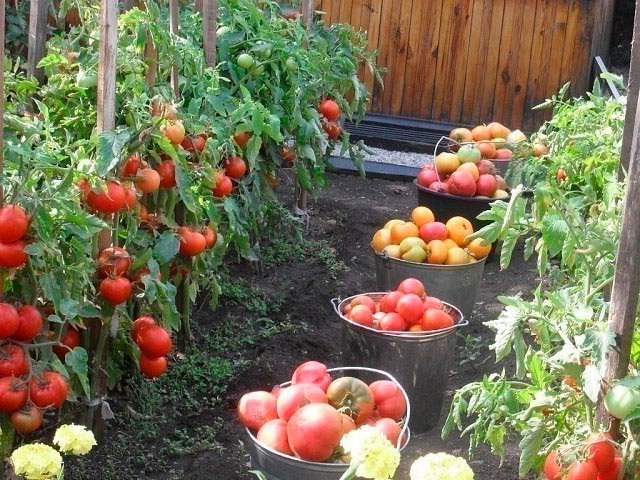 récolte de tomates