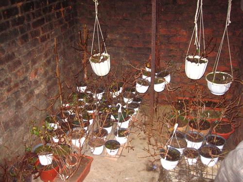 Fuchsien im Winter lagern