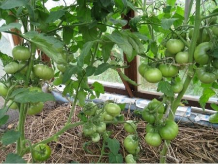récolte de tomates vertes