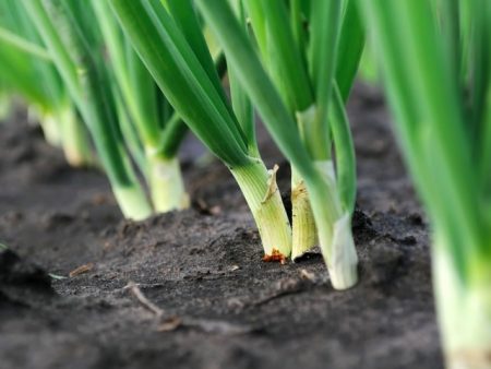 oignons dans le jardin