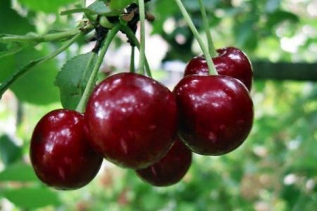bicarbonate de soude pour les cerises