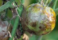 Pomodoro colpito dalla peronospora