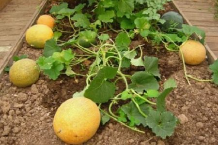 Melonenernte