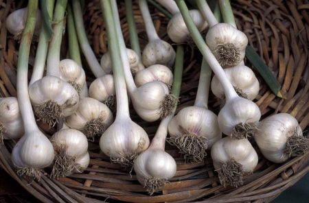 Knoblauchsorten