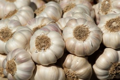 Wie man Knoblauch lagert